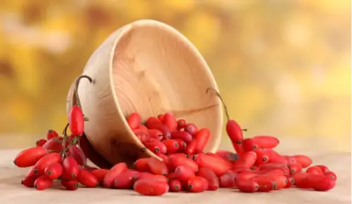 Purisaki Berberine Extract